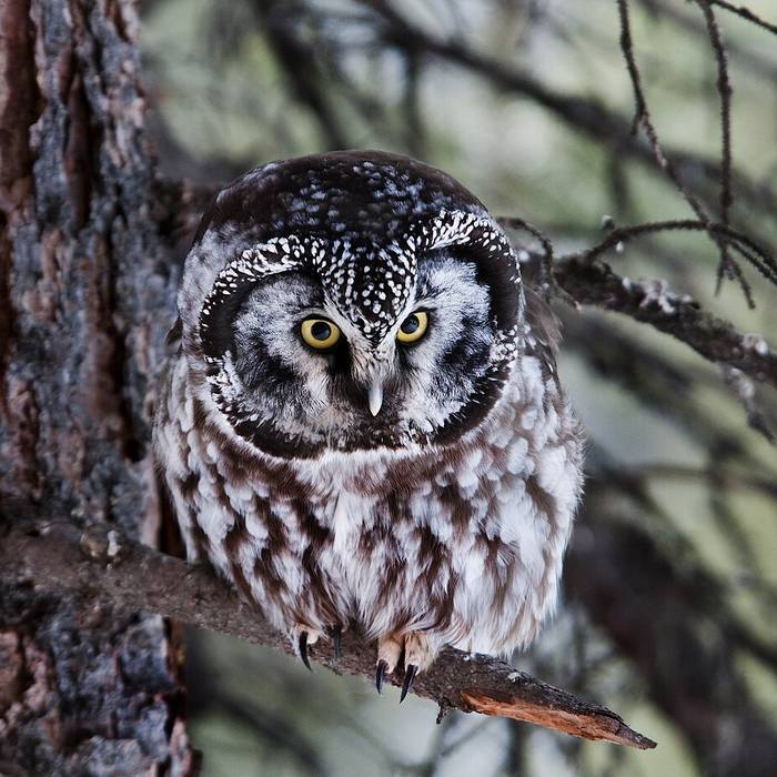 Photo de Bornes de la forêt de Mirebeau-sur-Bèze